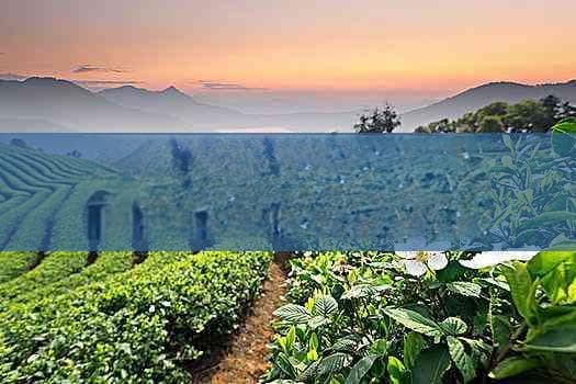 铜茶壶泡茶的利弊分析