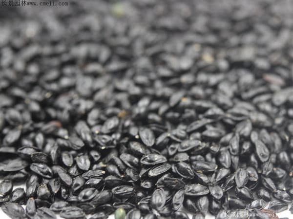 耧斗菜种子的种植方法，怎么做才能让它长得更好？