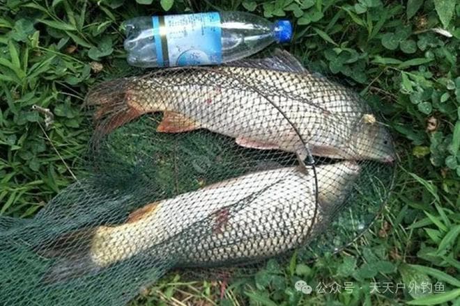 野钓大鲤鱼，自制饵料配方精选，江河湖库轻松拿捏