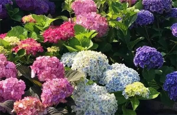 绣球花为什么会变色 绣球花变色的原理是什么