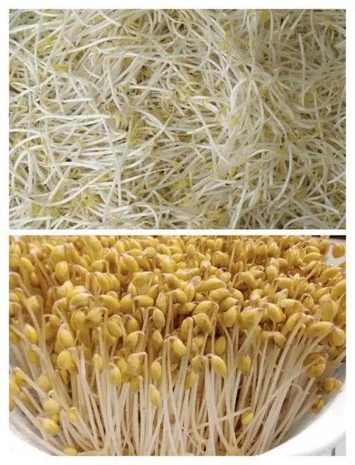 绿豆芽和黄豆芽区别在哪里？哪个跟适合炒着吃？