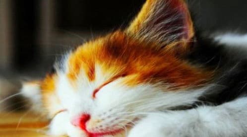 宠物猫体检必备知识