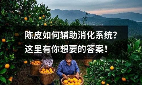 陈皮如何辅助消化系统？这里有你想要的答案！