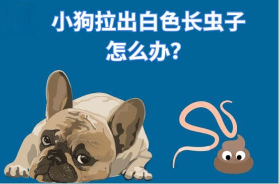 狗狗便便出现白色长虫？这份驱虫指南请收好！