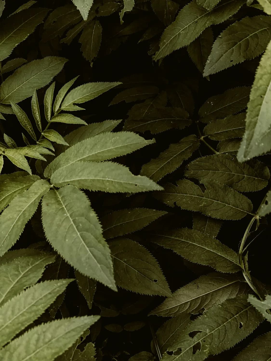 舒肝解郁胶囊：抑郁症和焦虑症的治疗选择