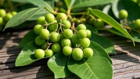 沙苑子的功效作用功能主治是什么，有什么功效作用好处？