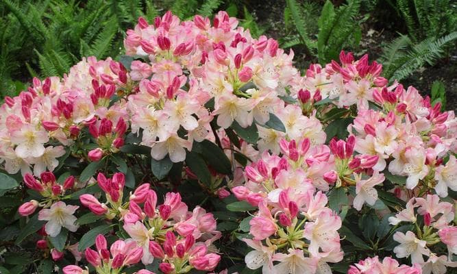 打造美丽庭院，种植杜鹃花（从选种到养护，让庭院花园更加绚丽多彩）