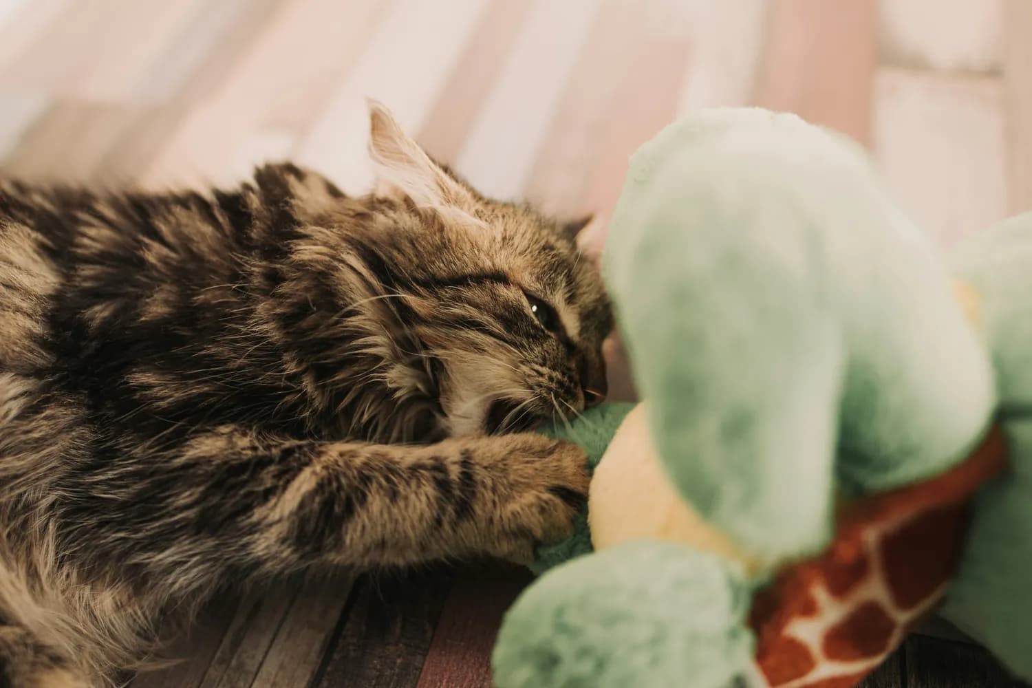 科学训练让狸花猫更聪明：从生活习惯到行为调教的全方位指南