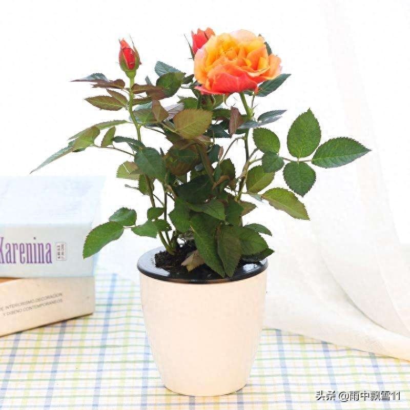 玫瑰花适合什么环境（玫瑰花的种植方法及养护）
