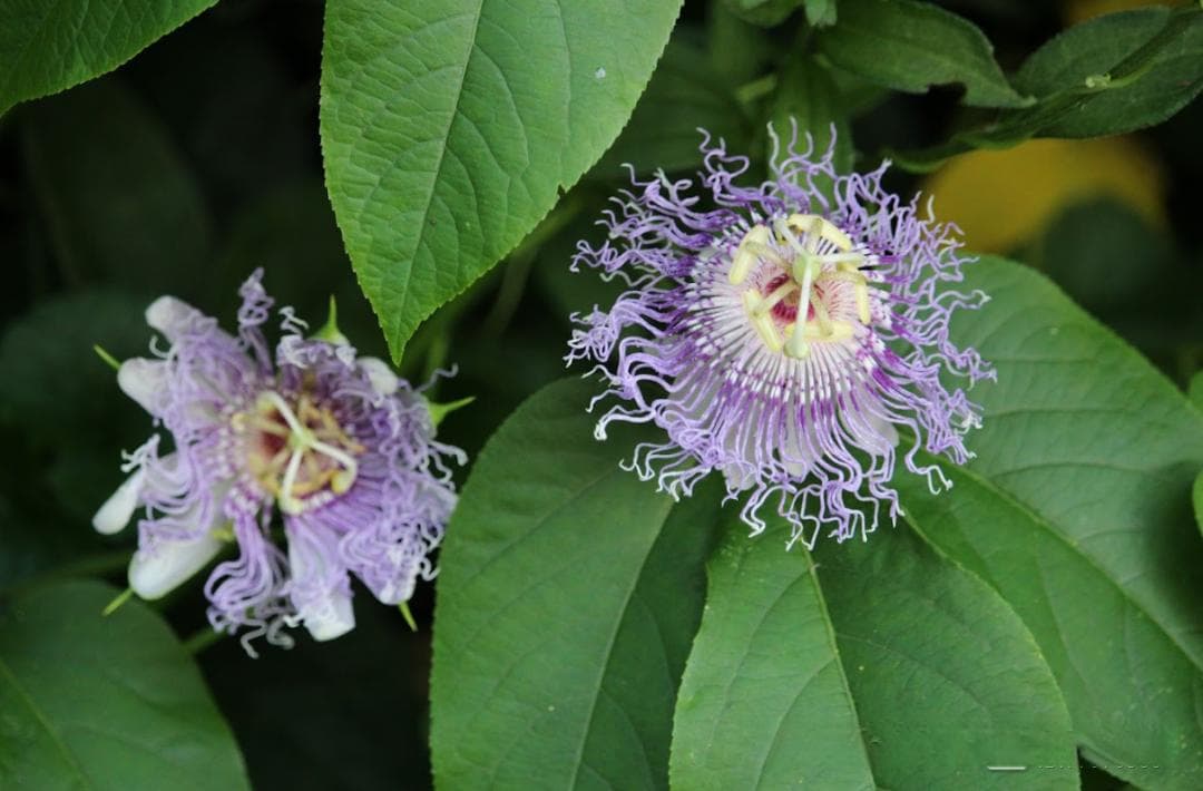 百香果：花如时钟，果似摇钱树