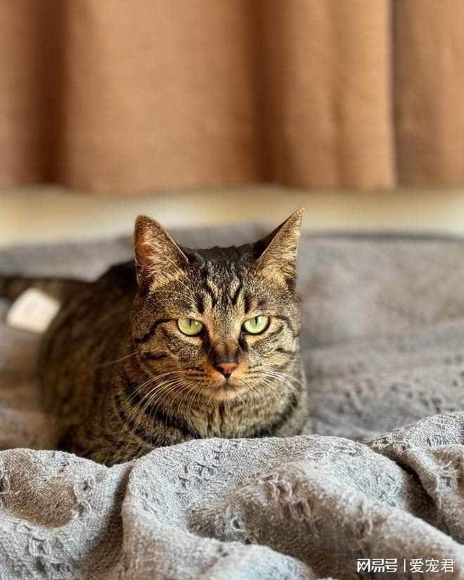 猫咪的“小脆弱”：环境变化吓到喵了？三个原因告诉你为什么！