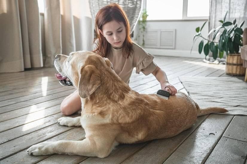 狗狗严重掉毛的原因有哪些？怎么解决狗狗严重掉毛的问题