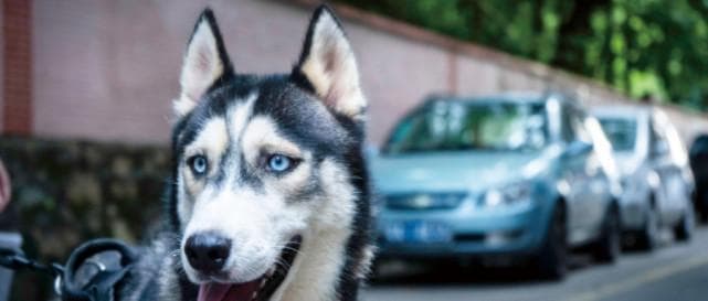 一文说清狂犬病的传染源/传播途径/应急处理办法/存在与防控历史