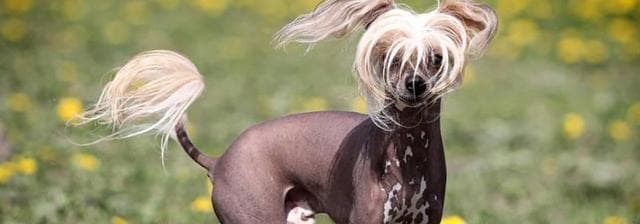 中国冠毛犬：优雅与活力并存的犬