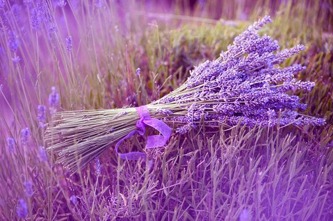 薰衣草花语：爱情、宁静与永恒友谊的多重象征