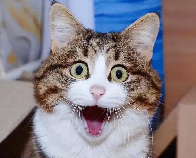 猫咪健康守护者：避免这些食物陷阱，保护你的毛球！