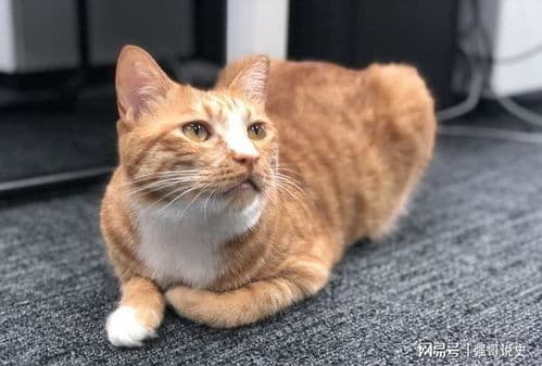 猫咪"母鸡蹲"姿势全解析：是求暖还是健康预警？