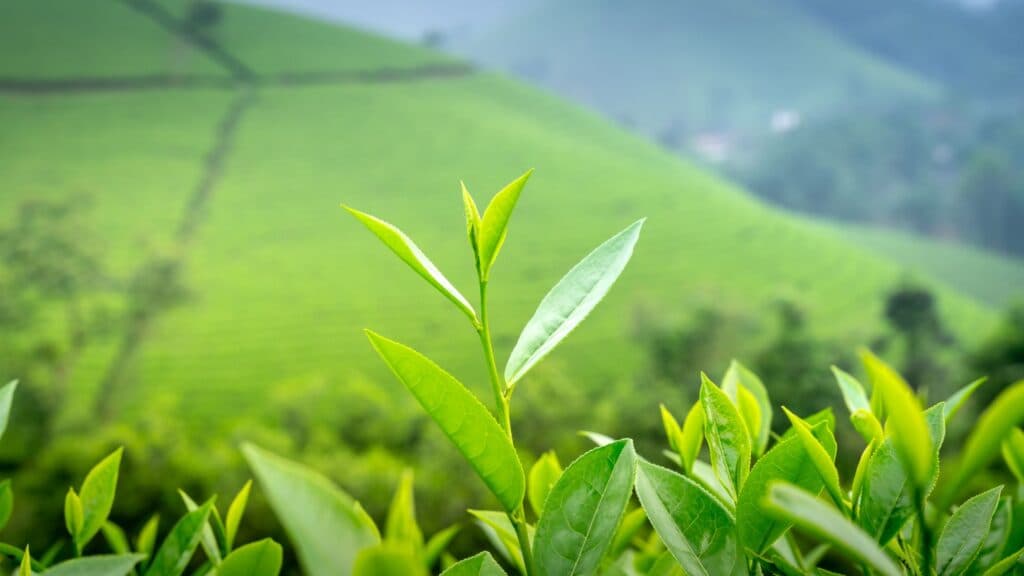 茶叶营养解析：茶多酚抗氧化，科学饮用更健康