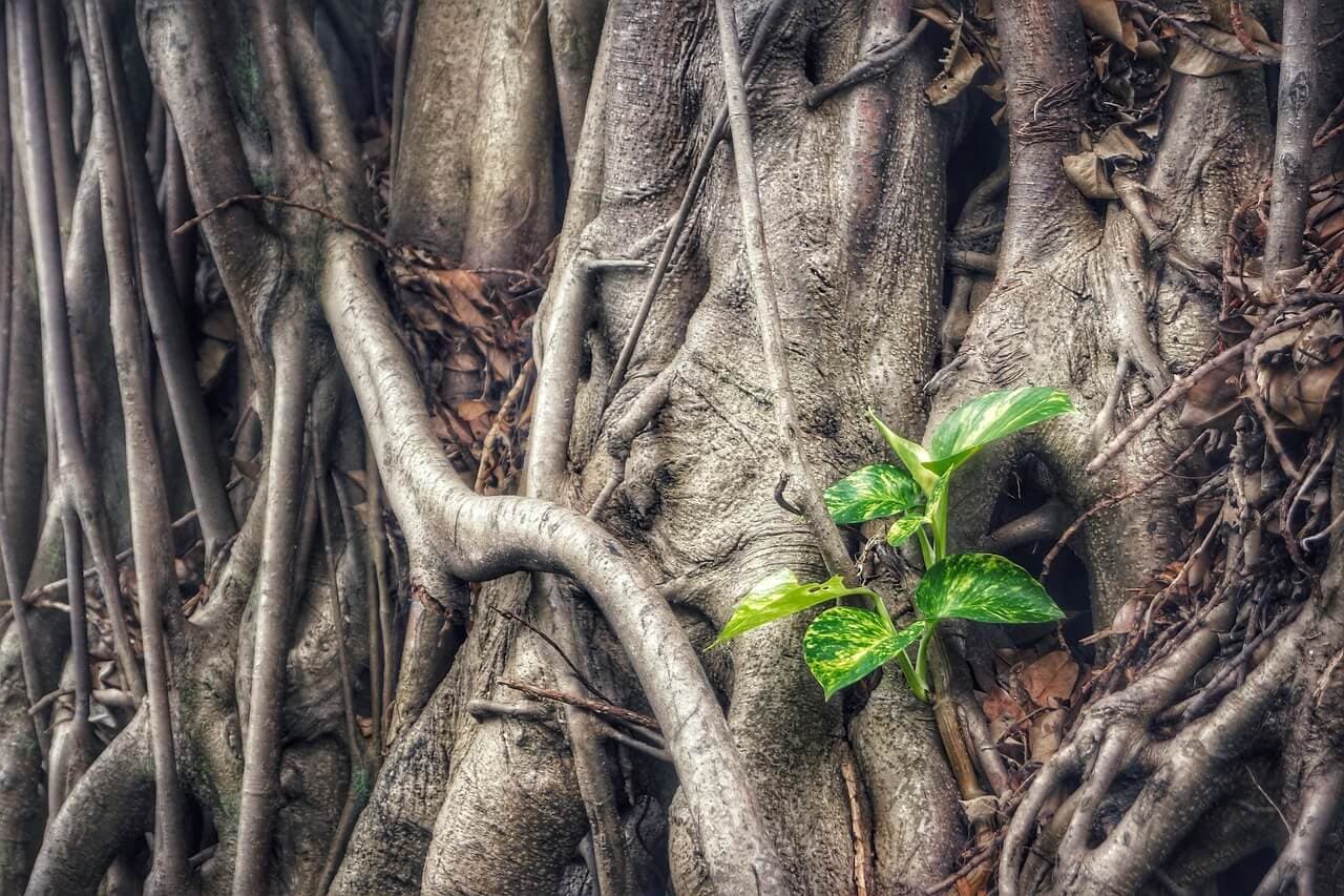 绿萝可以在室外种植吗？