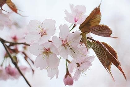 本命桃花和流年桃花的区别