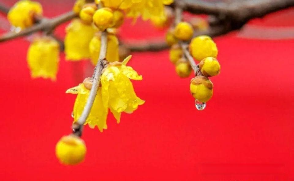 “梅”好冬日，静享时光，甬城冬天的第一波梅花上线，有这些观赏点