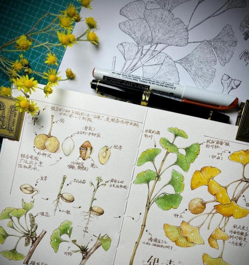 银杏树生长环境条件及特点（适应性强，生命力顽强，抗污染能力强）