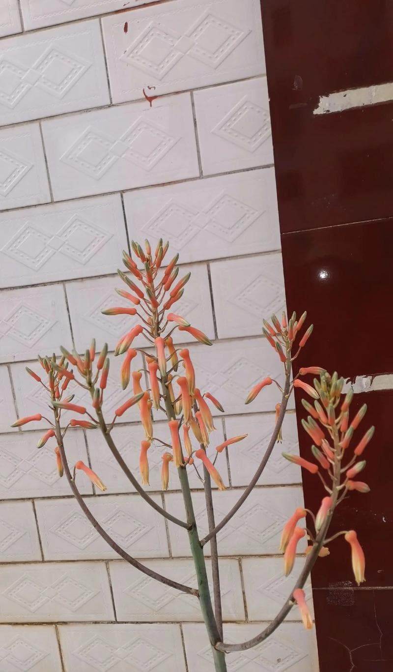 芦荟的开花周期（解析芦荟的花期以及花朵特点）