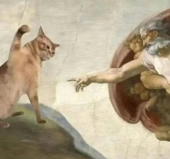 爱猫人士必修课：10+个保姆级撸猫手法详解