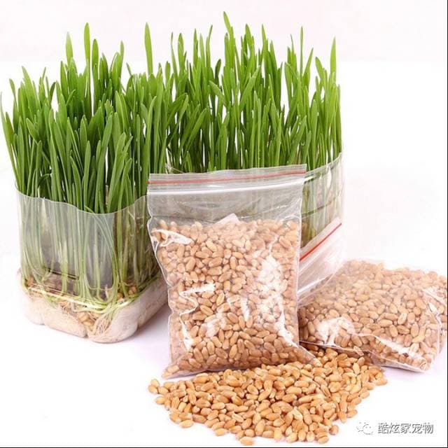 猫草的功能和种植方法
