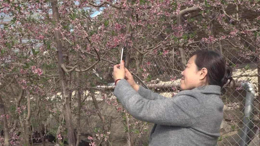 阿勒泰：树上结果 树下养鸡！“荤素”搭配效益高