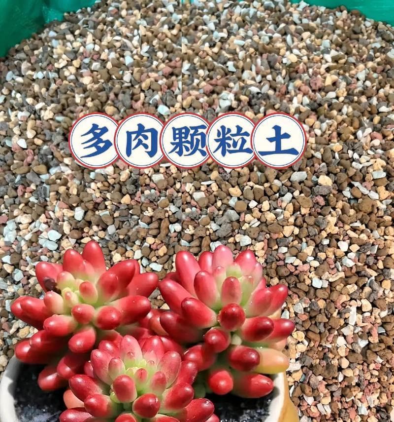 多肉颗粒土的配用技巧：从基础概念到具体应用