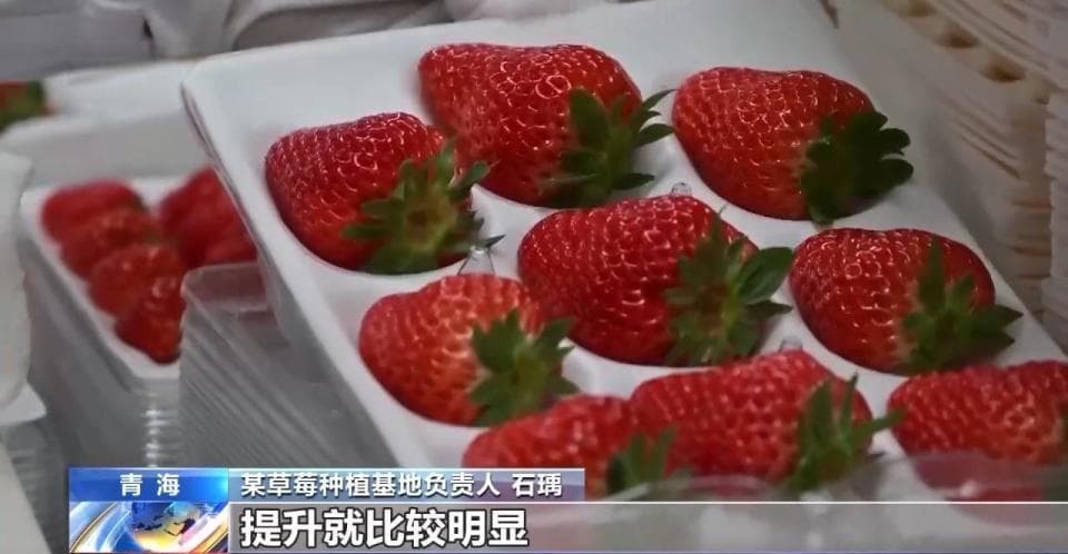 草莓红了 日子甜了！“东苗西育”开辟发展新思路