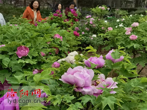 洛阳气温玩起“过山车”，牡丹能否稳住阵脚？牡丹专家有话说