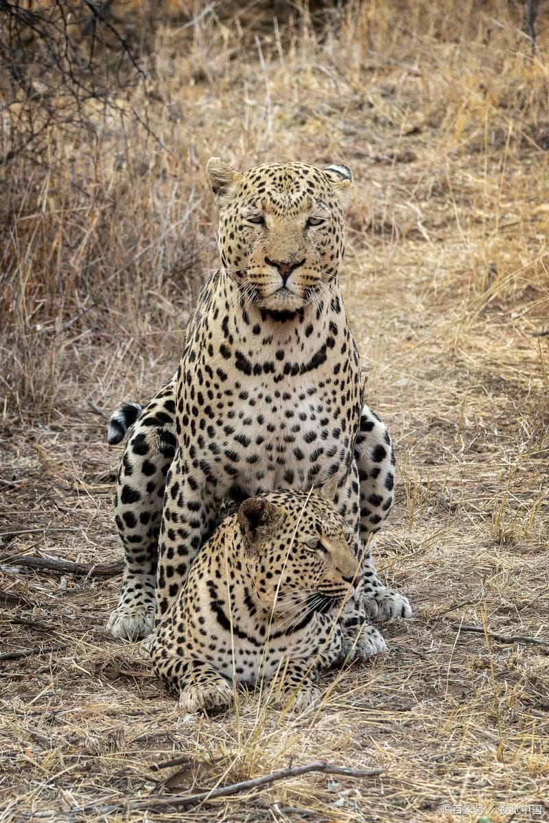 猫亚科vs豹亚科分化之谜：1000万年前的气候剧变如何造就两类猎手