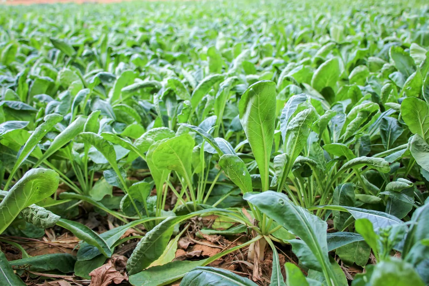 冬季白术种植管理秘籍