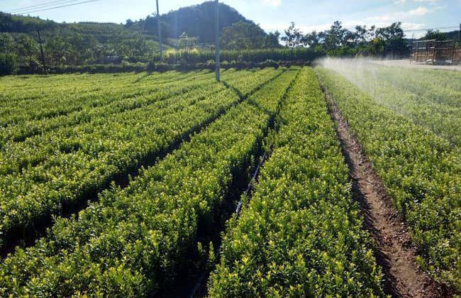 水蜡树栽培种植技术全攻略