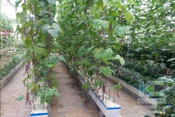 无土基质蔬菜栽培肥水管理要点详解