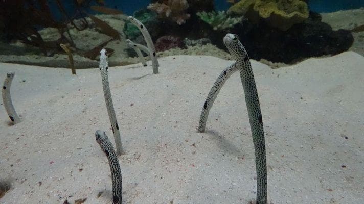 龙鱼缸清洁工具选择指南