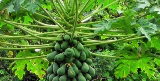 木瓜树的作用（从营养价值到医疗功效，全方位解析木瓜树）