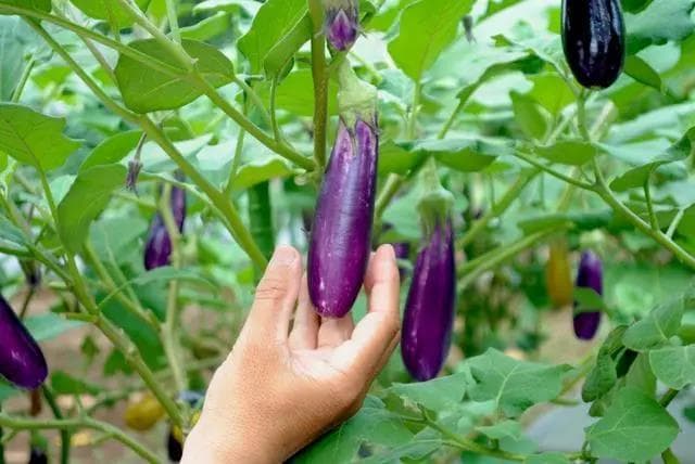 茄子几月开始种植，茄子的种植方法是什么？