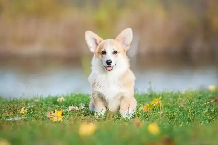 柯基犬的预期寿命一般是多少年?提高柯基寿命的5个小妙招!