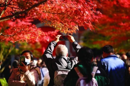 南京栖霞山、植物园本周迎最佳观赏期