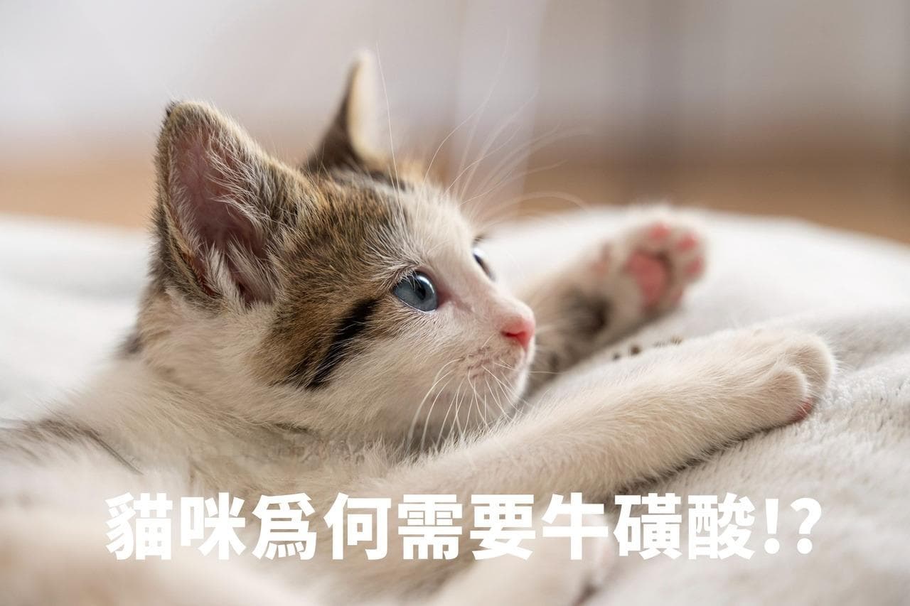 猫咪为什么需要牛磺酸？牛磺酸的功效与食物来源