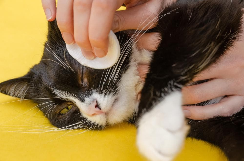 猫咪流眼水 | 流泪非因伤心！了解流眼水7大原因