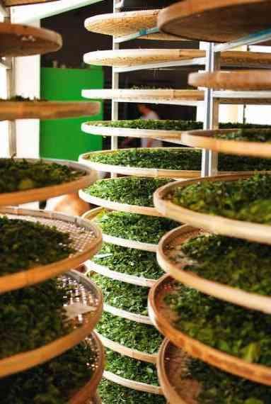 辟谷期间可以喝茶吗？探讨期间的饮水需求