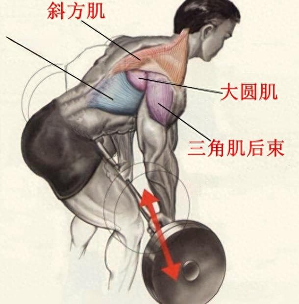 通过三步训练“杠铃划船”，逐渐增加使用重量，让背部肌肉更厚实