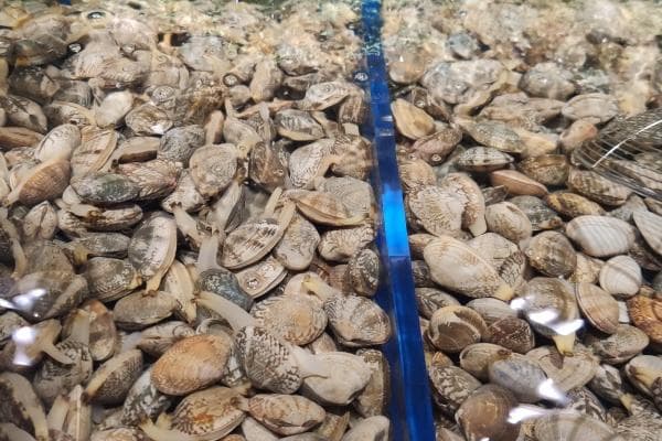 花蛤的功效与作用、禁忌和食用方法