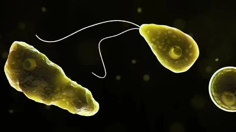 美国惊现「食脑虫」！致死率97%！中国被感染患者全部死亡