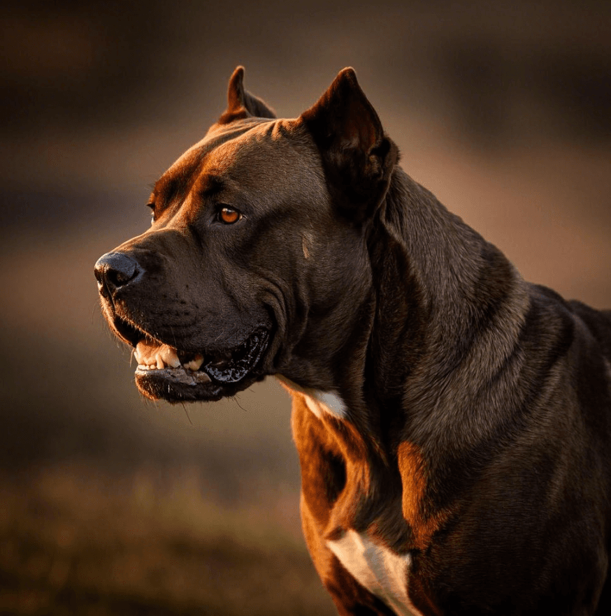如何训练卡斯罗犬面对挑衅保持冷静