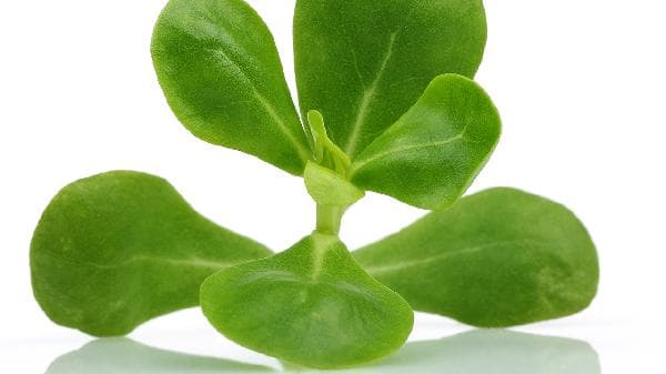 马齿苋煮水治疗湿疹吗？专家解读其效果与局限